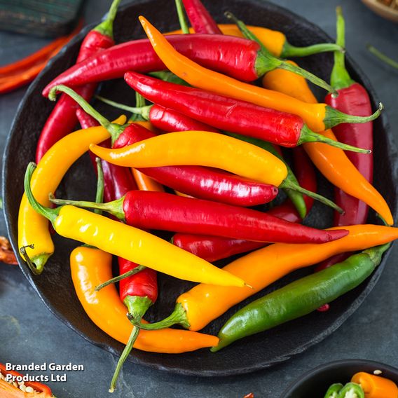 Nurseryman's Choice Chilli Pepper