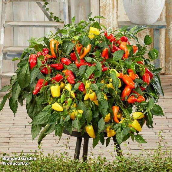 Sweet Pepper 'Peppers from Heaven Trio' F1 - Seeds
