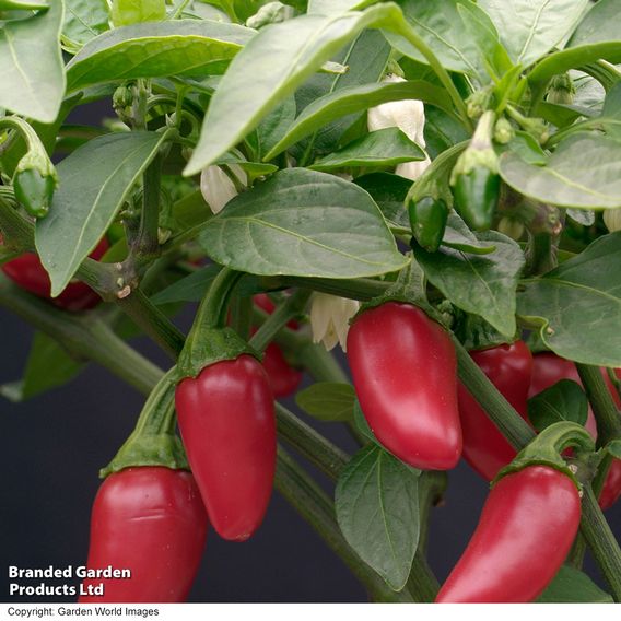 Chilli Pepper 'Jalapeno'