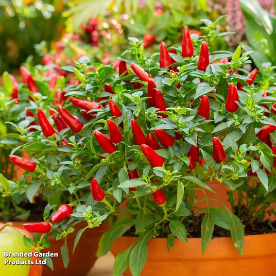 Chilli Pepper 'Jalapeno'