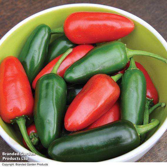 Chilli Pepper 'Jalapeno'