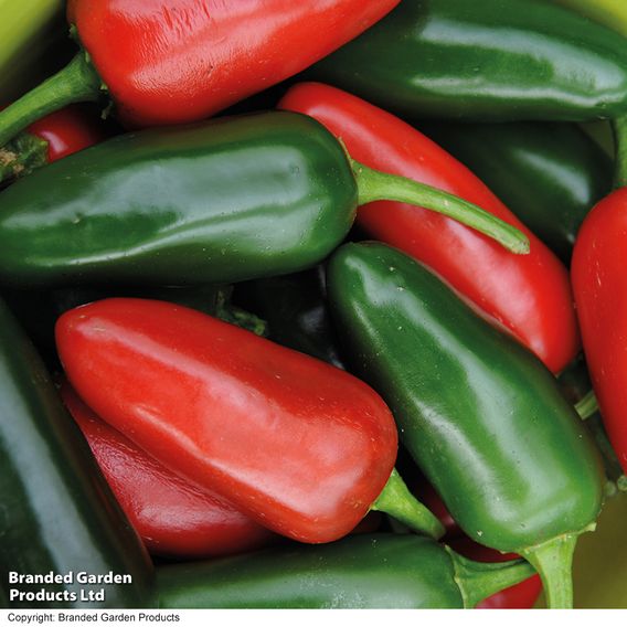 Chilli Pepper 'Jalapeno'