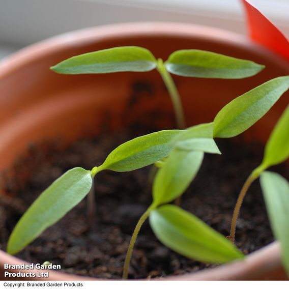 Chilli Pepper 'Jalapeno'