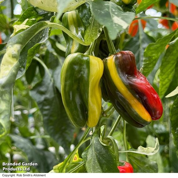 Sweet Pepper 'Jester' F1 - Seeds