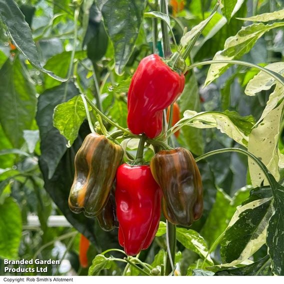Sweet Pepper 'Jester' F1 - Seeds