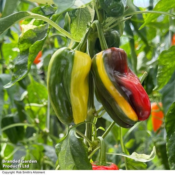 Sweet Pepper 'Jester' F1 - Seeds