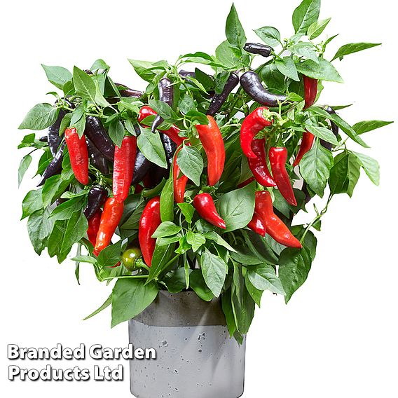Sweet Pepper 'Mamba Sweet' F1 - Seeds