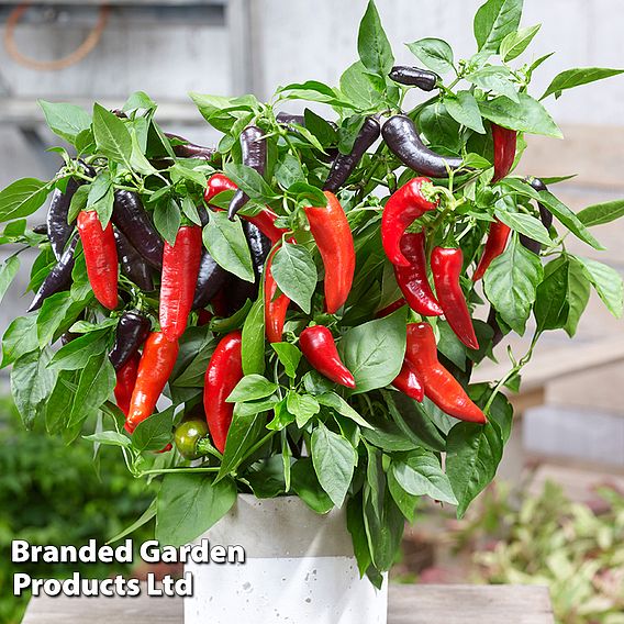 Sweet Pepper 'Mamba Sweet' F1 Seeds