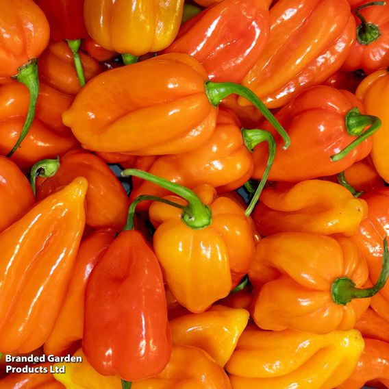 Pepper 'Mohawk' - Seeds