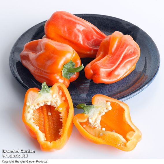 Pepper 'Mohawk' - Seeds