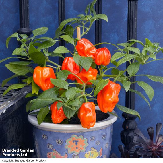 Pepper 'Mohawk' - Seeds