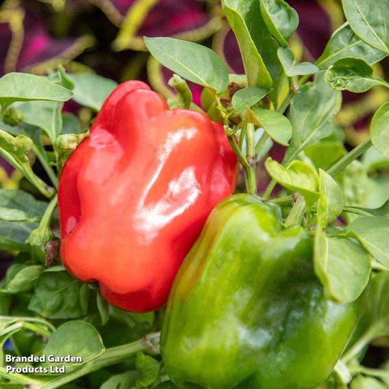 Sweet Pepper 'Paragon' - Seeds