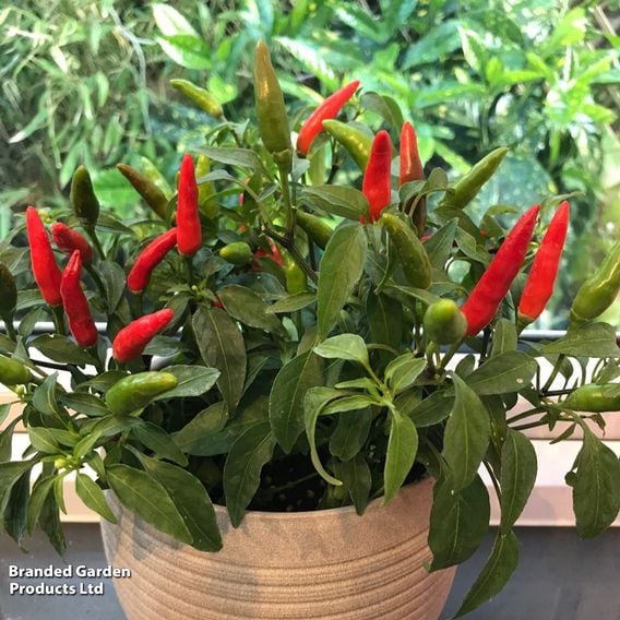 Chilli Pepper 'Quick Fire' (Medium)