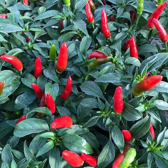 Chilli Pepper 'Quick Fire' (Medium)