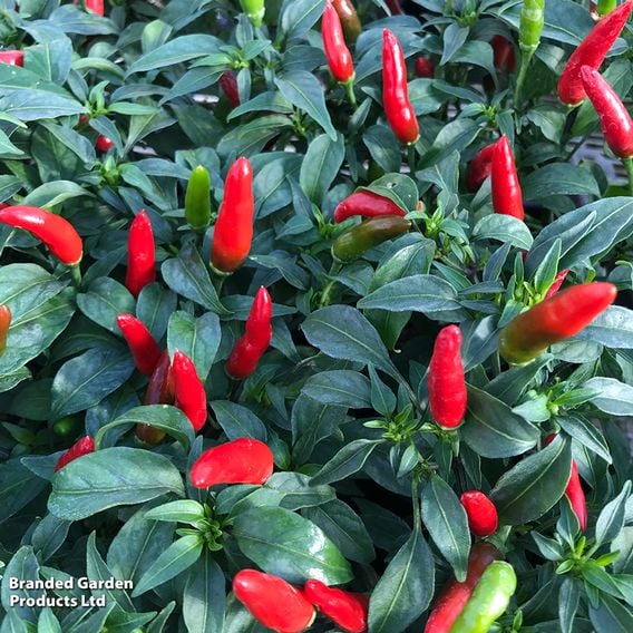 Chilli Pepper 'Quick Fire' (Medium)