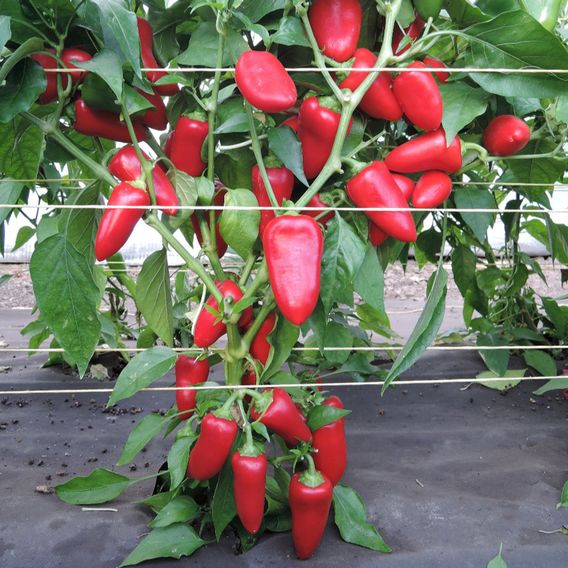 Sweet Pepper 'Hami' - Seeds
