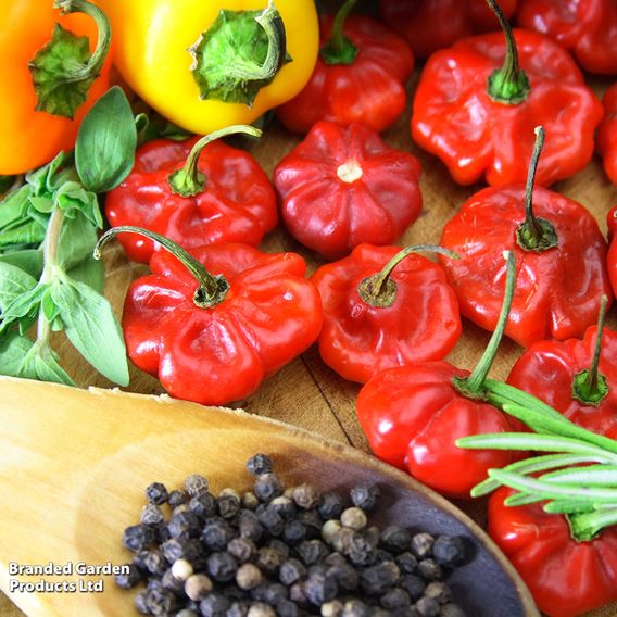 Chilli Pepper Hot Collection
