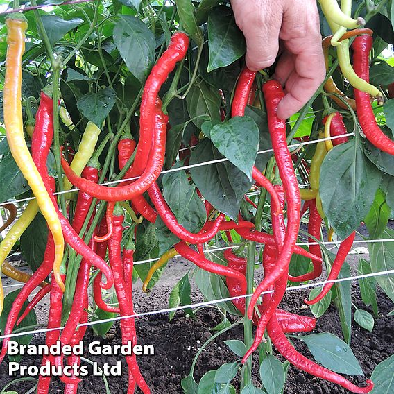 Sweet Pepper 'Spiralus' - Seeds
