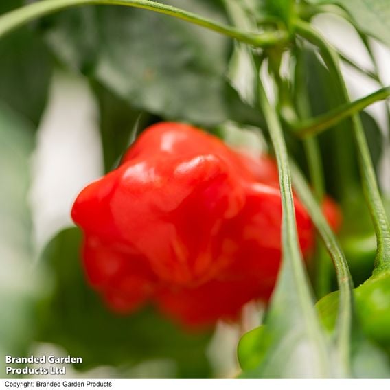 Sweet Pepper 'Sweet Coronet' (Grafted)