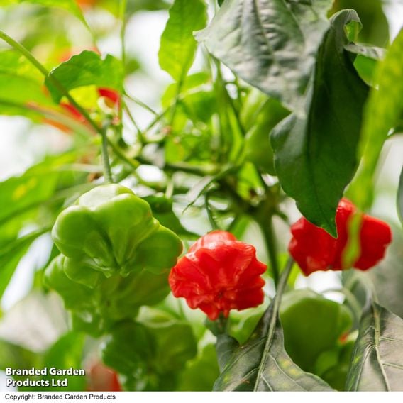 Sweet Pepper 'Sweet Coronet' (Grafted)