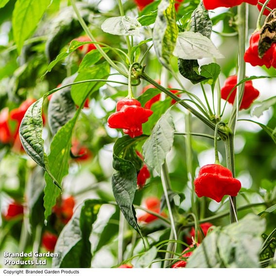 Sweet Pepper 'Sweet Coronet' (Grafted)