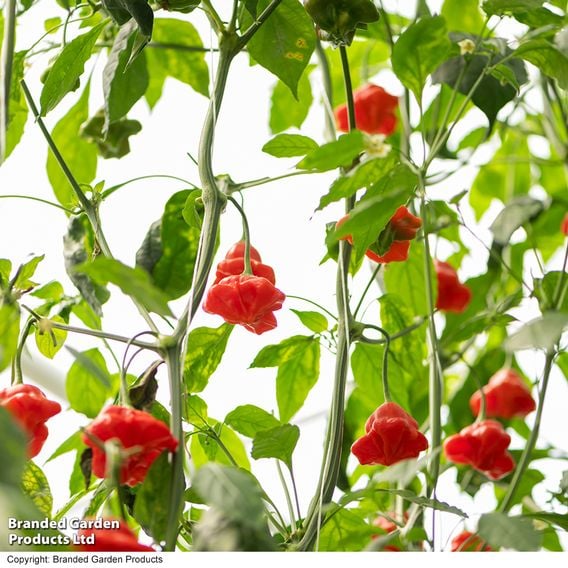 Sweet Pepper 'Sweet Coronet' (Grafted)