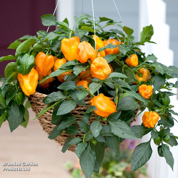 Pepper 'Mohawk' - Seeds