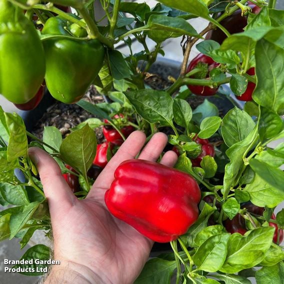 Sweet Pepper 'Virtue'