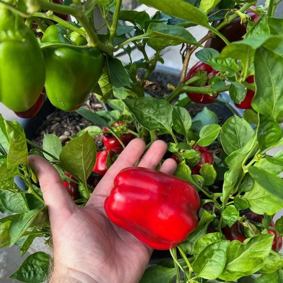 Sweet Pepper 'Virtue' - Seeds