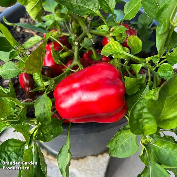 Sweet Pepper 'Virtue'