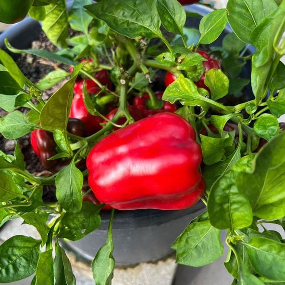 Sweet Pepper 'Virtue' - Seeds