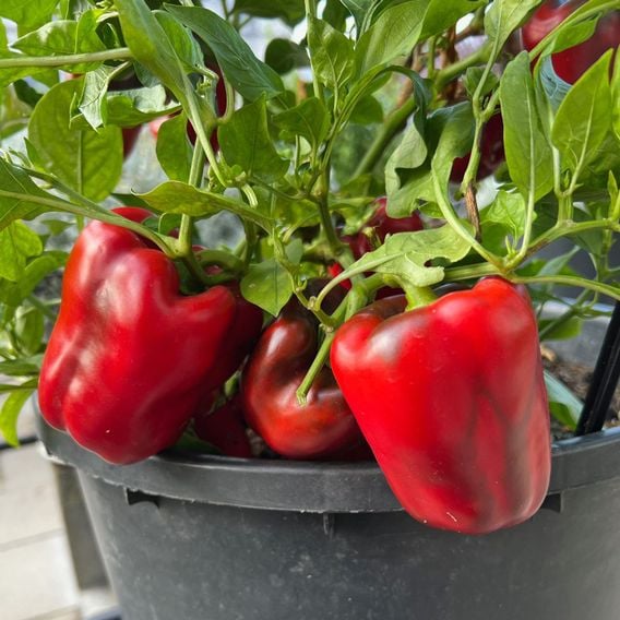 Sweet Pepper 'Virtue' - Seeds
