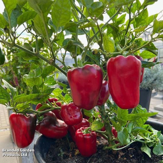 Sweet Pepper 'Virtue'