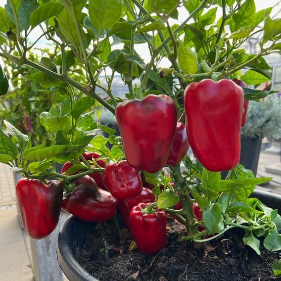Sweet Pepper 'Virtue' - Seeds
