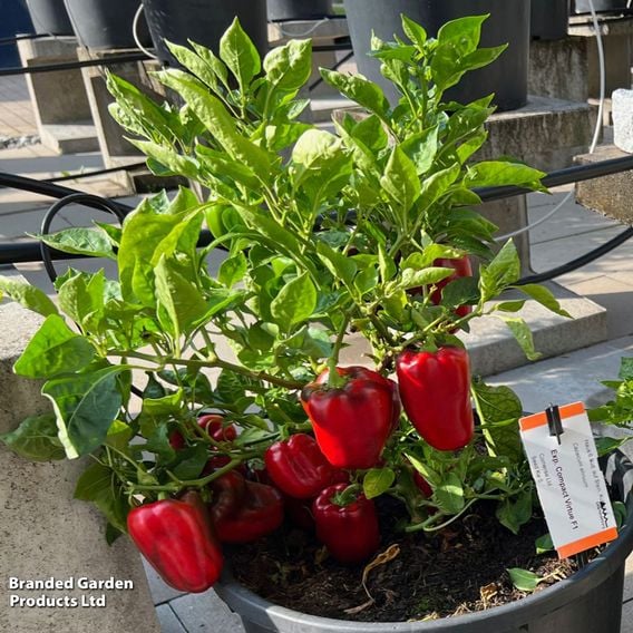 Sweet Pepper 'Virtue'