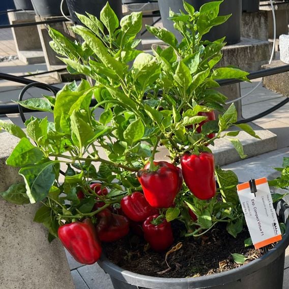 Sweet Pepper 'Virtue' - Seeds
