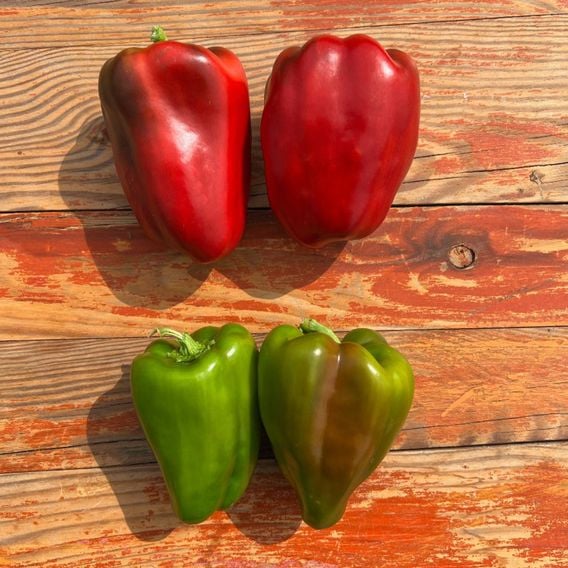 Sweet Pepper 'Virtue' - Seeds