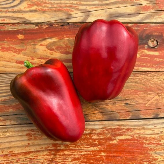 Sweet Pepper 'Virtue' - Seeds