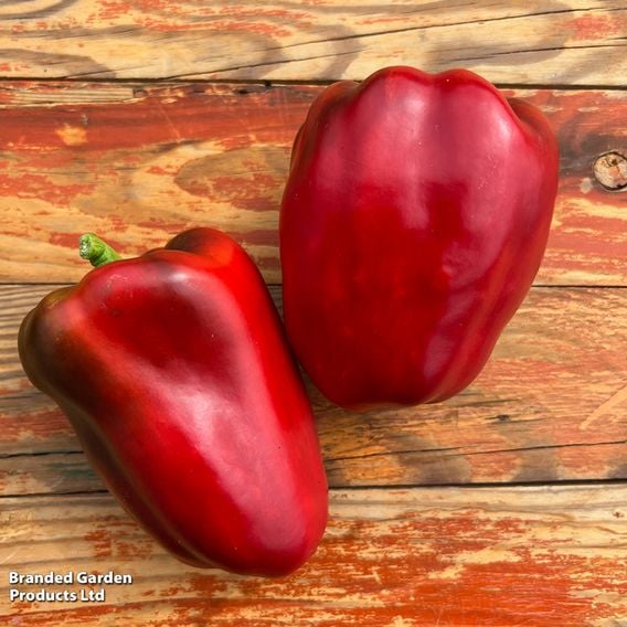 Sweet Pepper 'Virtue'