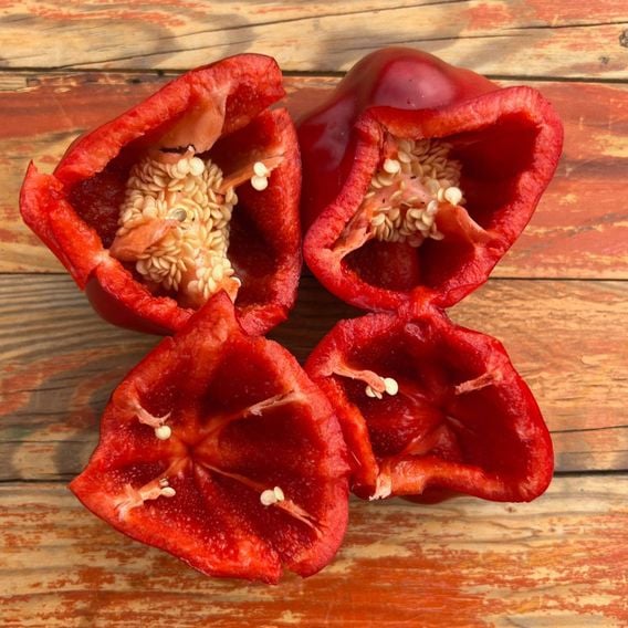 Sweet Pepper 'Virtue' - Seeds