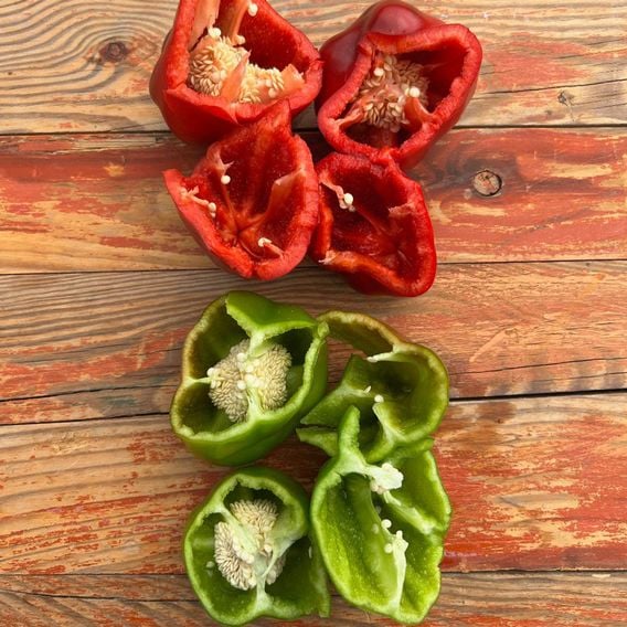 Sweet Pepper 'Virtue' - Seeds