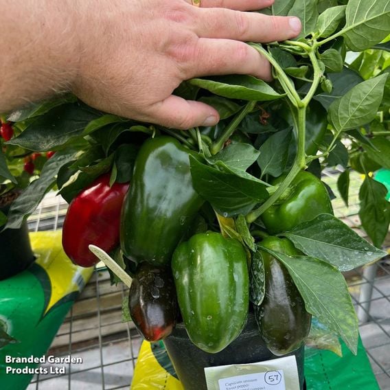 Sweet Pepper 'Virtue'
