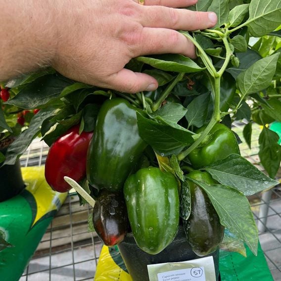 Sweet Pepper 'Virtue' - Seeds
