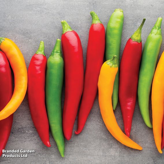 Nurseryman's Choice Chilli Pepper