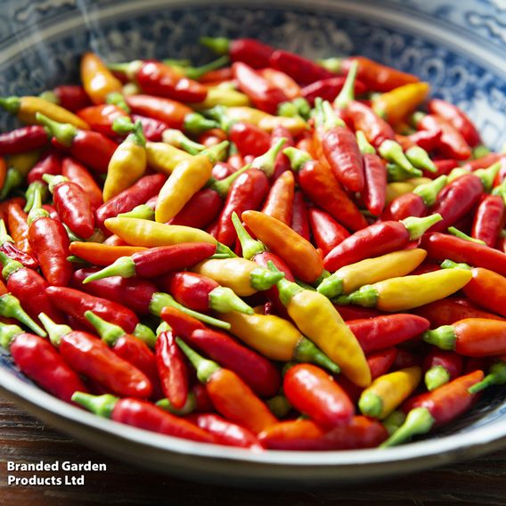 Chilli Pepper Hot Collection