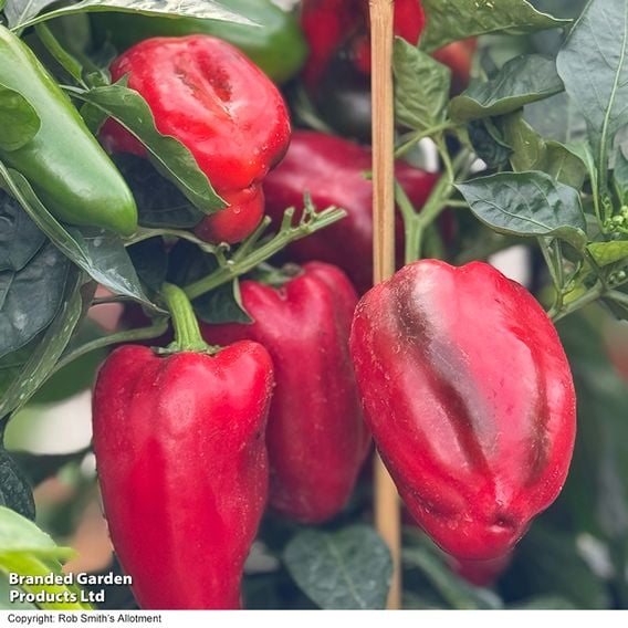 Sweet Pepper 'Virtue'