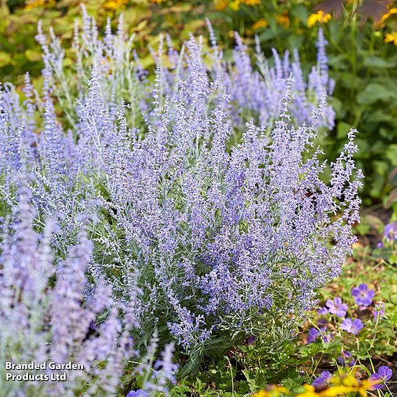 Perovskia 'Lacey Blue'