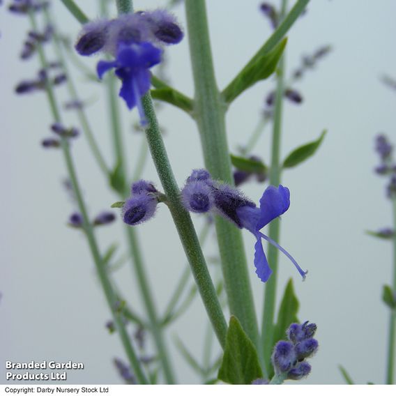 Perovskia atriplicifolia 'Little Spire'