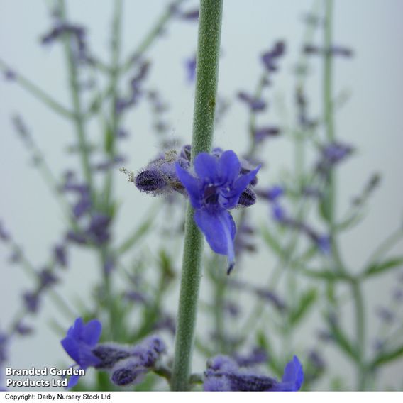 Perovskia atriplicifolia 'Little Spire'