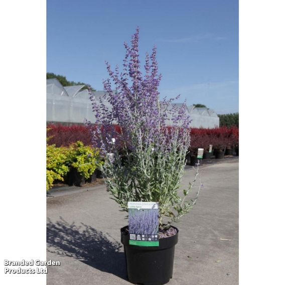 Perovskia atriplicifolia 'Little Spire'